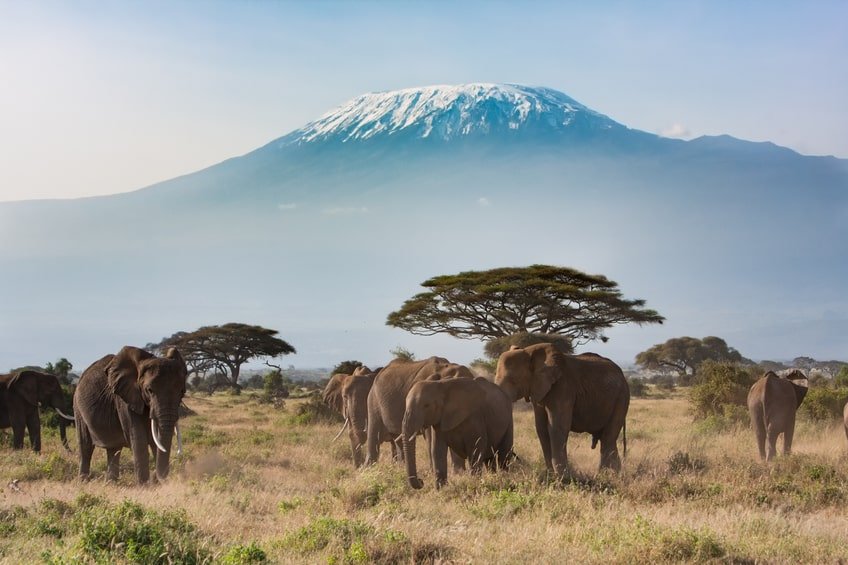 Elefantes en la sabana africana, de fondo en el Kilimanjaro
