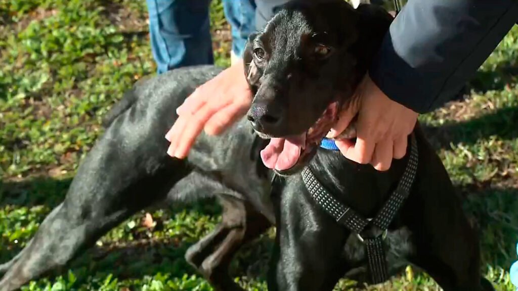 Adopción de mascotas en un centro de acogida