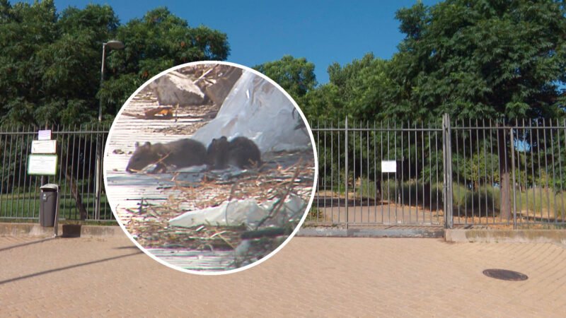 Una plaga de ratas de agua obliga a cerrar un parque en Parla