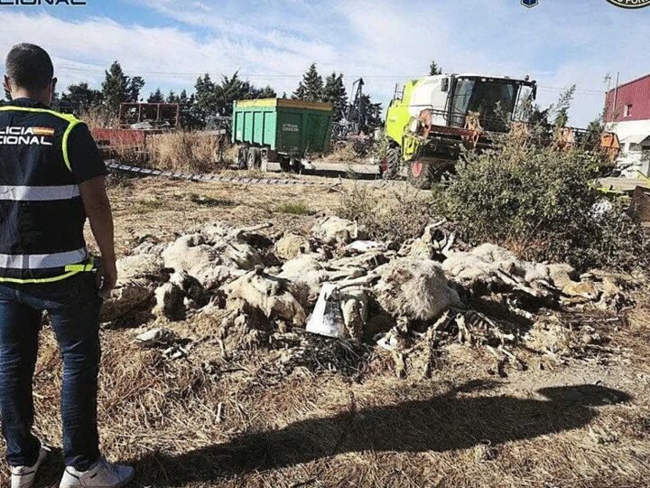 Descubren 50 ovejas maltratadas hasta la muerte en Parla