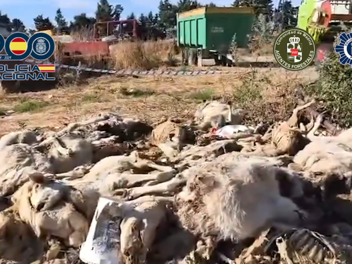 Detenido en Parla por maltrato y muerte de ovejas en su explotación ganadera.